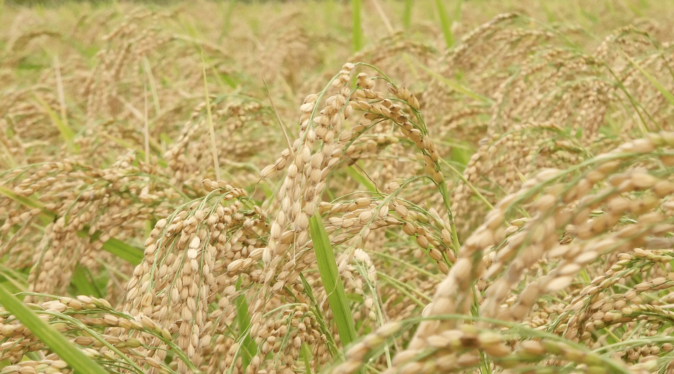 Nature Farming